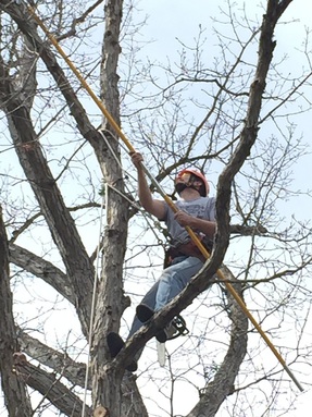 Satisfaction Tree Service | Tree Trimming | Deadwood Removal